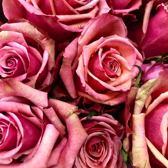 Hello, I’m Elle! ✨ Posh Ambassador ✨ - Picture 1 of 1